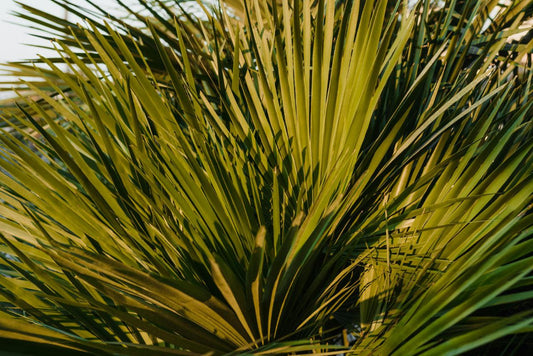 saw palmetto