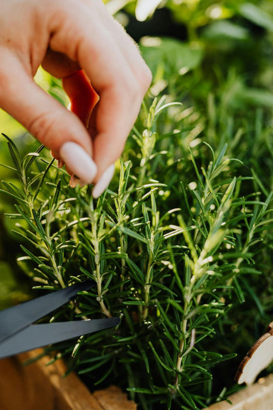 rosemary
